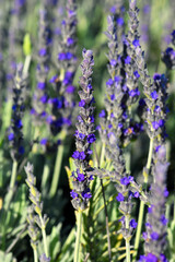 Obraz premium lavender flowers of the species Lavandula angustifolia or Lavandula intermedia, characterised by their intense purple colours and aromatic scent