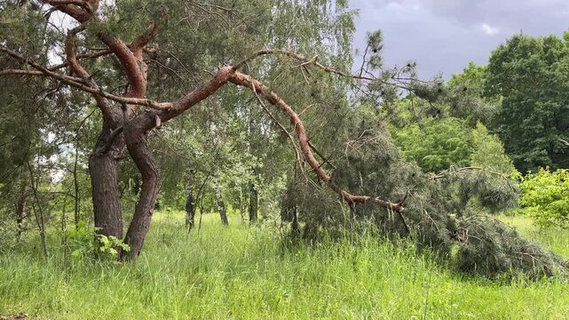 Unusually shaped pine tree with crooked trunk in green meadow