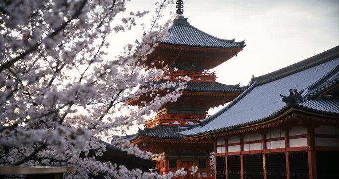 Wide, tracking shot of ancient Japanese temple moving behind spring cherry blossom trees in Japan
