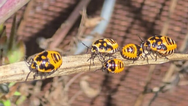 
Extreme macro of shield bug nymphs sunbathing and playing musical chairs on a dry twig under bright natural sunlight.#007


