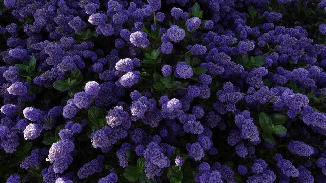 Vibrant blue-purple California lilac flowers blooming on a lush bush and swaying in the wind