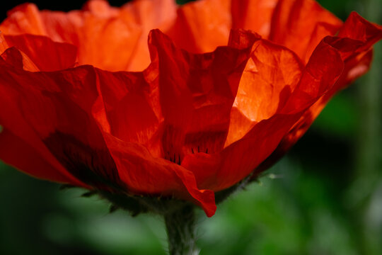 Roter Gartenmohn in Nahaufnahme mit feinen Bl&uuml;tenstrukturen und hellem Sonnenlicht