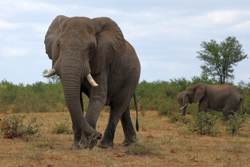 Obraz premium Afrikanischer Elefant / African elephant / Loxodonta africana
