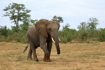 Fototapeta premium Afrikanischer Elefant / African elephant / Loxodonta africana