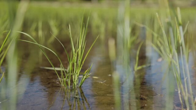 晴れた日に風に吹かれて揺れる田植え直後の苗のスーパースロー映像 日本の田園風景
