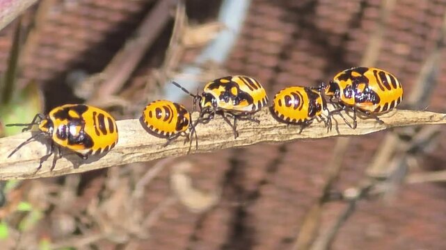 
Extreme macro of shield bug nymphs sunbathing and playing musical chairs on a dry twig under bright natural sunlight.#009


