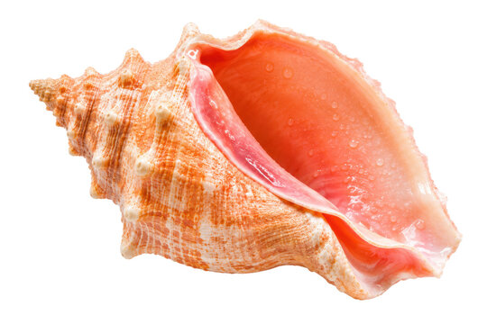 Pink Conch Seashell with Wet Glossy Interior Isolated on Transparent Background