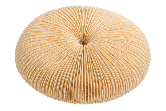 Round Mushroom Coral Skeleton with Dense Radial Ridges Isolated on Transparent Background