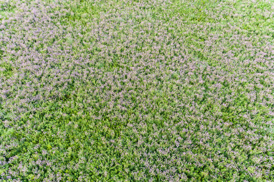 63899-05612 Aerial of a prairie with Showy Tick Trefoil (Desmodium canadense) in bloom Prairie Ridge State Natural Area Marion Co. IL