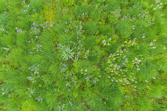63899-05714 Aerial of field of Penstemon and Virginia Spiderwort (Tradescantia virginiana) in prairie Sam Parr State Park Jasper Co. IL
