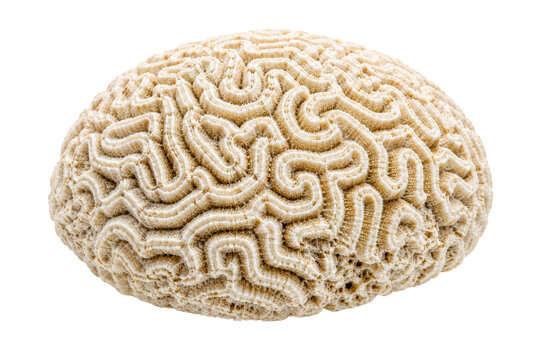 Brain Coral Skeleton with Maze Pattern Texture Isolated on Transparent Background