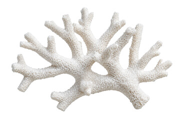 Obraz premium White Branching Coral Skeleton with Porous Reef Texture Isolated on Transparent Background