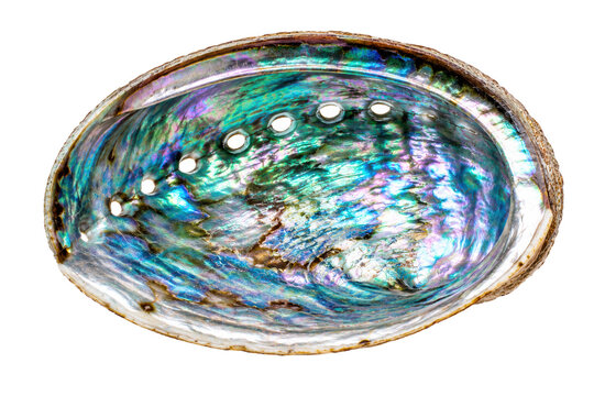 Iridescent Abalone Shell Interior with Blue Green Nacre Isolated on Transparent Background
