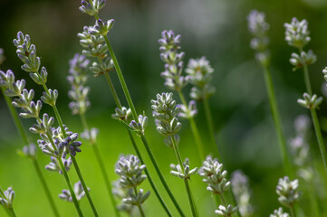 Fototapeta premium Lavandula angustifolia bunch of flowers in bloom, purple scented flowering bouquet of plant