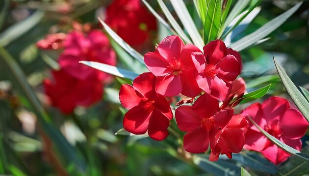 close up of vibrant red oleander flowers blooming on a bush in bibione italy during the summer season perfect for backgrounds graphic design and interior decoration