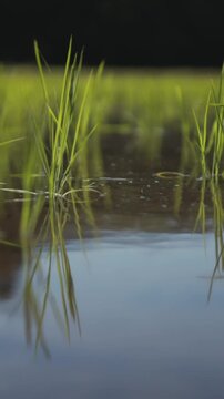 風に揺れる田植えされたばかりの苗 スーパースロー縦型の日本の田園風景動画