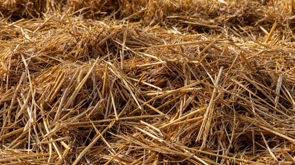 Naklejka premium Extreme close-up macro texture of dense, dry golden straw and crisp hay stalks with natural sunlight highlighting every fiber and rustic detail.
