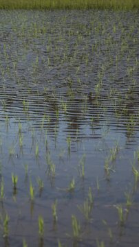 風に揺れる田植えされたばかりの苗 スーパースロー縦型の日本の田園風景動画