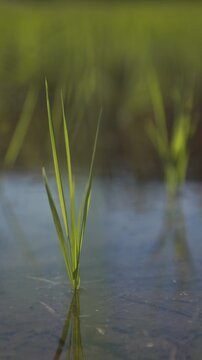 風に揺れる田植えされたばかりの苗 スーパースロー縦型の日本の田園風景動画
