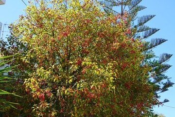 Fototapeta premium Blooming Brachychiton populneous tree