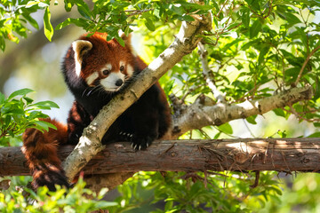 Fototapeta premium red panda in tree