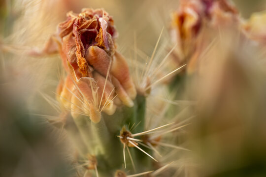 Unopened Bloom On The Tip Of A Cactus In Yellowstone.dng