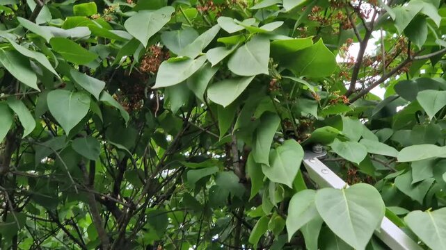 Garden secateurs (long pole secateurs) are designed for pruning high branches and wilted shoots. High-altitude telescopic garden secateurs cut dried lilac inflorescences. Metal garden tool