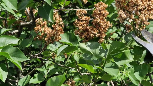 Garden secateurs (long pole secateurs) are designed for pruning high branches and wilted shoots. High-altitude telescopic garden secateurs cut dried lilac inflorescences. Metal garden tool