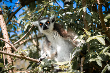 ring tailed lemur © Khalil Abu Hammad