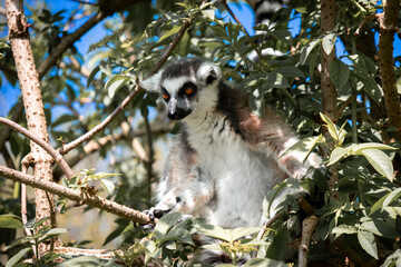 ring tailed lemur © Khalil Abu Hammad