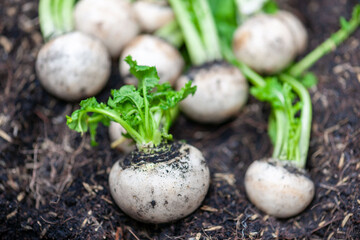 Fresh turnips on soil surface © Rawpixel.com