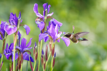Ruby-throated Hummingbird drinking nectar from iris © erbephoto