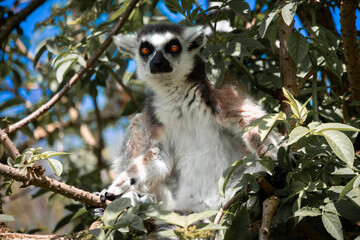 lemur on tree © Khalil Abu Hammad