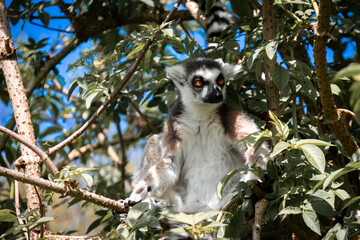 lemur on tree © Khalil Abu Hammad