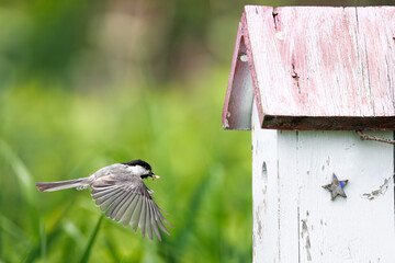 Black-capped Chickadee delivering insect to birdhouse © erbephoto