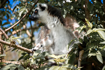 lemur on tree © Khalil Abu Hammad