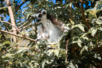 ring tailed lemur © Khalil Abu Hammad