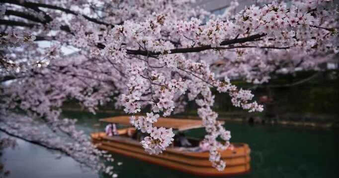 Gorgeous cherry blossom tree branches hanging over river with Japanese boat passing by - steady cam slow motion shot
