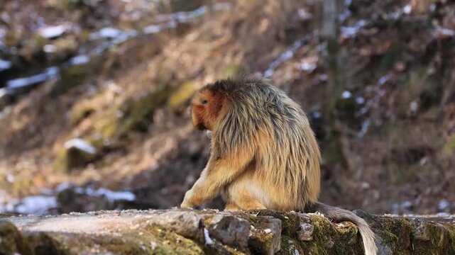 Adult Male Golden Monkey Looking at Camera Close Up 4K