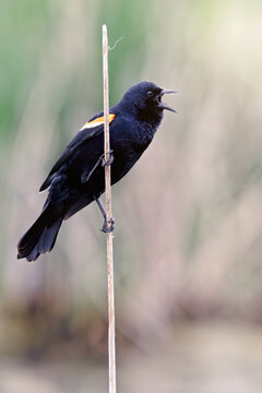 Male Red-winged Blackbird perched in marsh environment