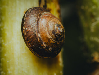 snail on a leaf © Khalil Abu Hammad