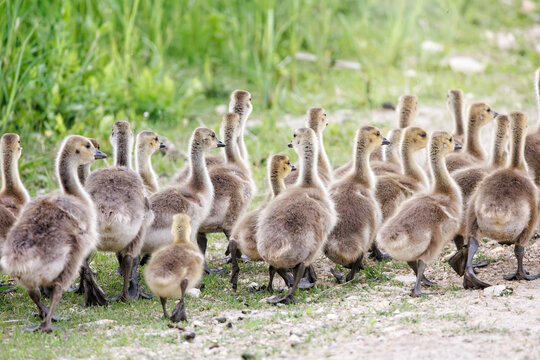 Goslings walking through marsh environment