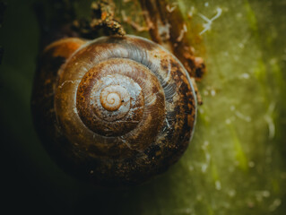 snail on a leaf © Khalil Abu Hammad