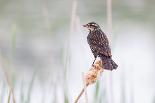 Female Red-winged Blackbird perched on cattail