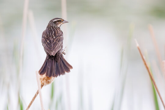 Female Red-winged Blackbird perched on cattail