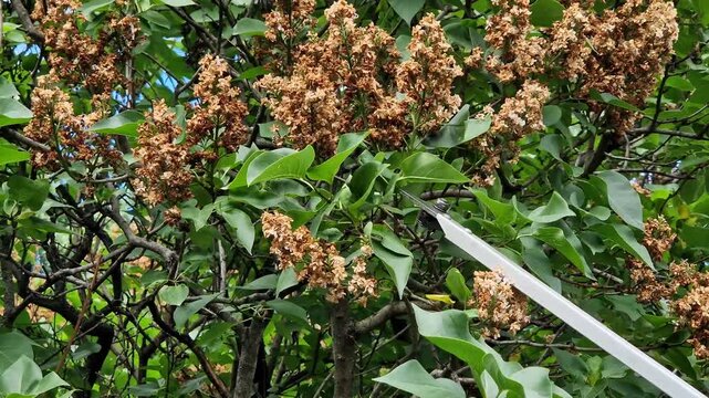 Garden secateurs (long pole secateurs) are designed for pruning high branches and wilted shoots. High-altitude telescopic garden secateurs cut dried lilac inflorescences. Metal garden tool