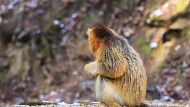 Rare Golden Monkey Climbing Up Old Tree Trunk 4K