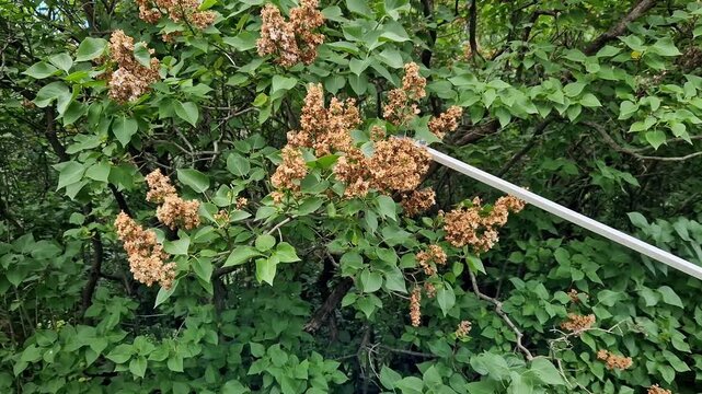 High-altitude telescopic garden secateurs cut dried lilac inflorescences. Garden secateurs (long pole secateurs) are designed for pruning high branches. Metal garden tool in operation