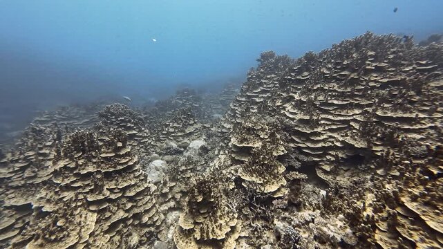 Underwater panning shot of massive Porites cylindrica coral colony, Iriomote Island, Okinawa, Japan