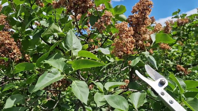High-altitude telescopic garden secateurs cut dried lilac inflorescences. Garden secateurs (long pole secateurs) are designed for pruning high branches. Metal garden tool in operation